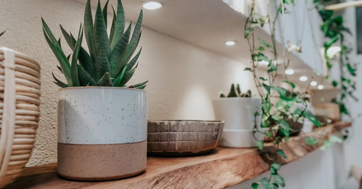 Un gros plan de succulentes et de plantes en pot sur une étagère en bois avec un éclairage doux.