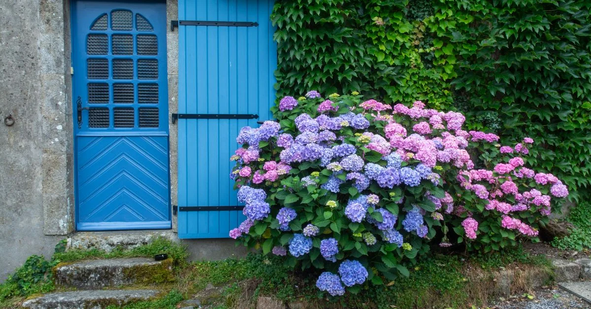 Puerta azul vibrante y hortensias contra una pared cubierta de hiedra en un entorno de pueblo.