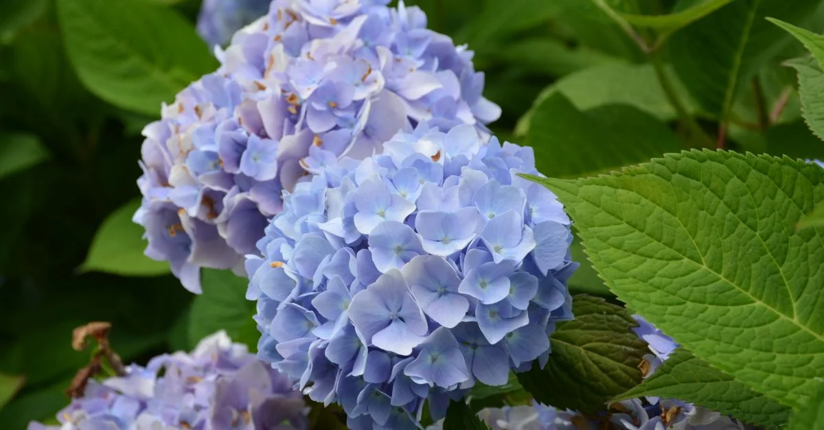 Un primer plano de hortensias azules vibrantes en plena floración, rodeadas de hojas verdes exuberantes.