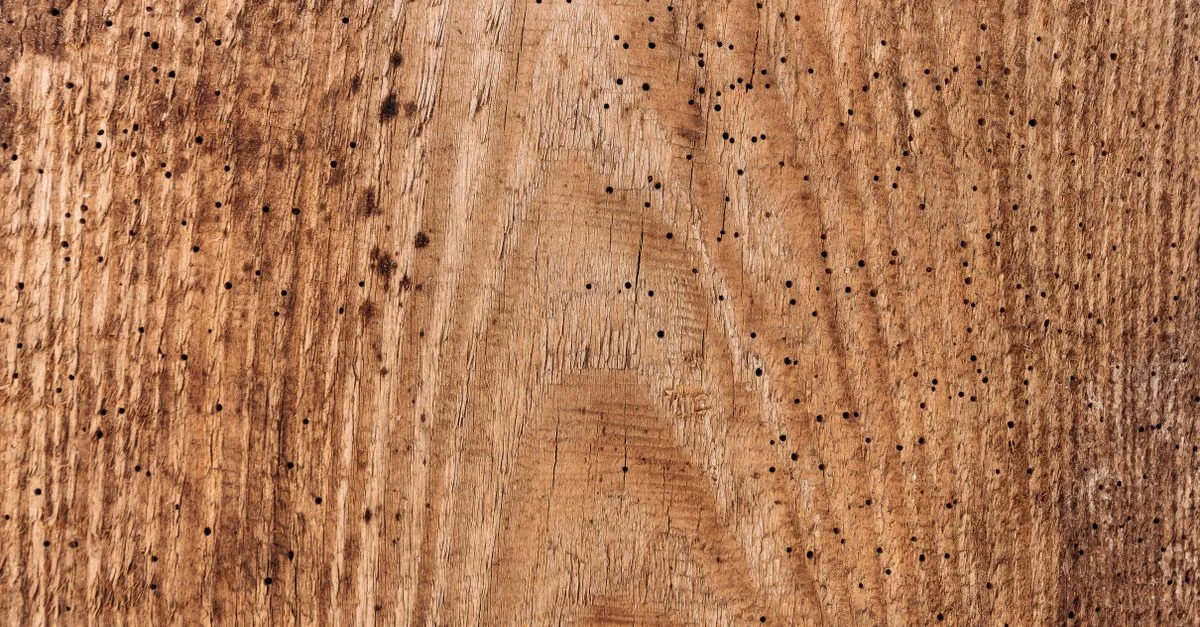 Primer plano de una superficie de madera natural texturizada con numerosos pequeños agujeros de barrenadores de madera.