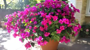Buganvilla en maceta: el método esencial para lograr una floración abundante