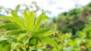 Uña de gato: los 7 beneficios para la salud que debes conocer