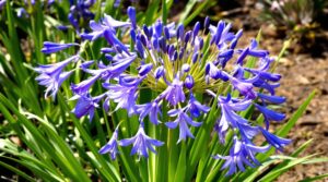 Agapantos: los cuidados esenciales para disfrutar de una floración espectacular