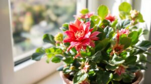 Cactus de Navidad: los cuidados esenciales para una floración espectacular